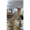 Image 4 : Bobcat Taxidermy