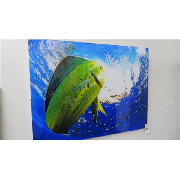 Dolphin Photo On Acrylic By Christopher Doherty - 24" x 36"