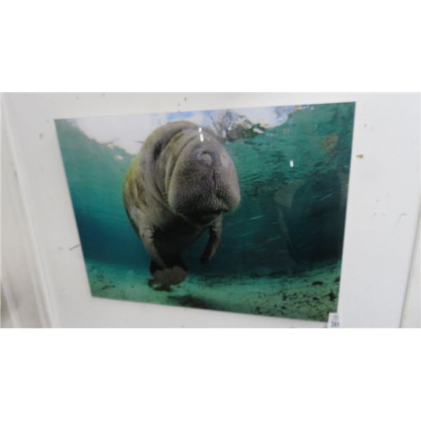 Manatee Photo On Acrylic By Christopher Doherty - 24" x 32"