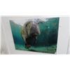 Image 1 : Manatee Photo On Acrylic By Christopher Doherty - 24" x 32"