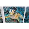Image 3 : Sea Turtle 3 Pc. Photo On Acrylic by Chistopher Doherty - 31" x 48"