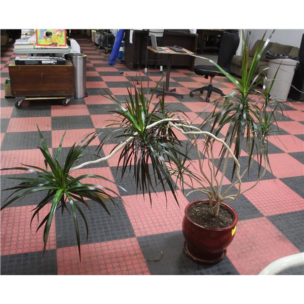 LIVE PLANT IN CERAMIC POT