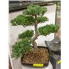 Image 1 : ARTIFICIAL BONZAI TREE 18 X 13IN WIDE