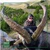 Image 3 : Sierra Nevada Ibex Hunt - Spain - Iber Hunting