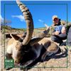 Image 4 : Sierra Nevada Ibex Hunt - Spain - Iber Hunting
