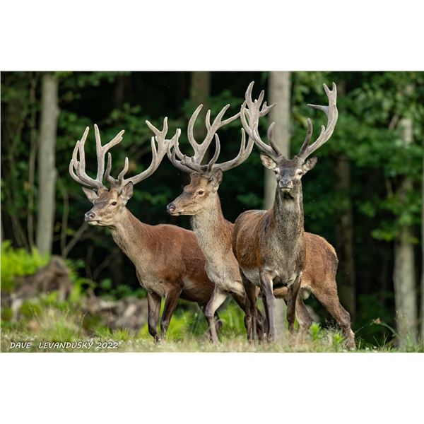 Camp Freedom Unlimited Red Stag or Elk or Whitetail Deer 3 Day Hunt