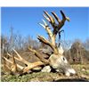 Image 6 : Camp Freedom Unlimited Red Stag or Elk or Whitetail Deer 3 Day Hunt