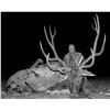Image 7 : Camp Freedom Unlimited Red Stag or Elk or Whitetail Deer 3 Day Hunt