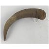 Image 5 : Plains Indian Steer Horn