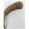 Image 6 : Plains Indian Steer Horn