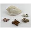 Image 1 : Collection of Sea Shells