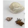 Image 2 : Collection of Sea Shells