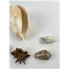 Image 8 : Collection of Sea Shells