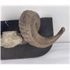 Image 4 : Resin Sheep Horn Shelf