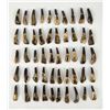 Image 1 : Group of 50 Fossil Buffalo Teeth