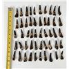 Image 7 : Group of 50 Fossil Buffalo Teeth