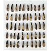 Image 1 : Group of 50 Fossil Buffalo Teeth
