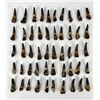 Image 4 : Group of 50 Fossil Buffalo Teeth