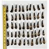 Image 7 : Group of 50 Fossil Buffalo Teeth