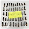 Image 8 : Group of 50 Fossil Buffalo Teeth