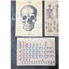 Image 2 : Collection of School Anatomy Astronomy Charts