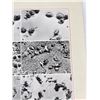 Image 10 : Effects of Viruses on Cells Photo Poster