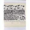 Image 3 : Effects of Viruses on Cells Photo Poster
