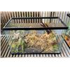 Image 1 : Glass Terrarium - Aquarium (Aprox. 20"x10"x12")