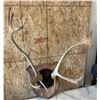 Image 2 : Wall Mount Elk Antlers