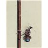 Image 3 : Fishing Rod w/ Daiwa 400 Reel