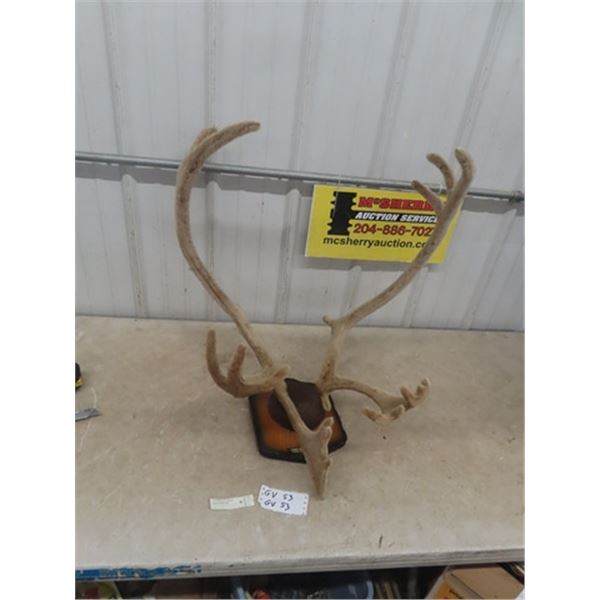 Caribou Mounted Antlers in Velvet Stage with Head Tag