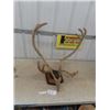 Image 1 : Caribou Mounted Antlers in Velvet Stage with Head Tag