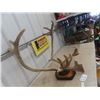 Image 2 : Caribou Mounted Antlers in Velvet Stage with Head Tag