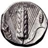 Image 3 : Greek coins, Metapontum, Nomos