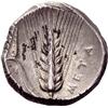Image 3 : Greek Coins, Metapontum, Nomos
