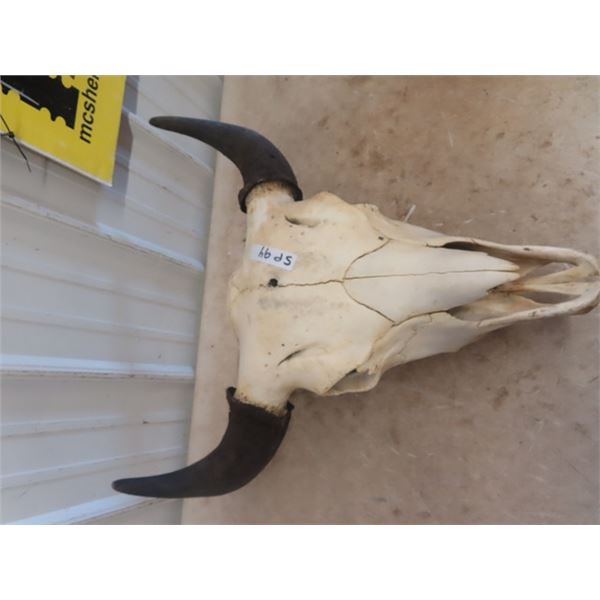 Buffalo Bull Skull