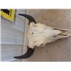 Image 1 : Buffalo Bull Skull