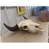 Image 2 : Buffalo Bull Skull