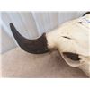 Image 3 : Buffalo Bull Skull