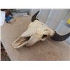Image 4 : Buffalo Bull Skull