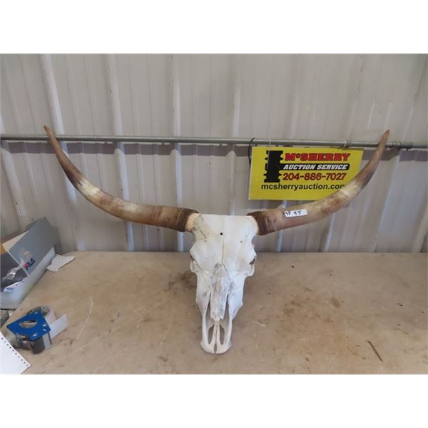 Long Horn Skull 54" Spread