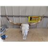 Image 1 : Long Horn Skull 54" Spread