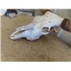 Image 3 : Long Horn Skull 54" Spread