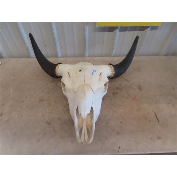 Buffalo Bull Skull