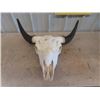 Image 1 : Buffalo Bull Skull