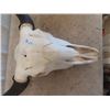 Image 2 : Buffalo Bull Skull