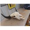 Image 3 : Buffalo Bull Skull