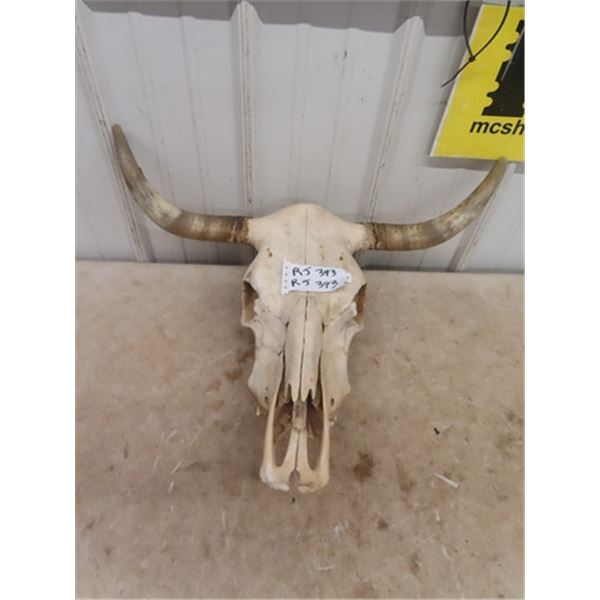 Long Horn Skull