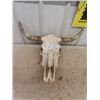 Image 1 : Long Horn Skull