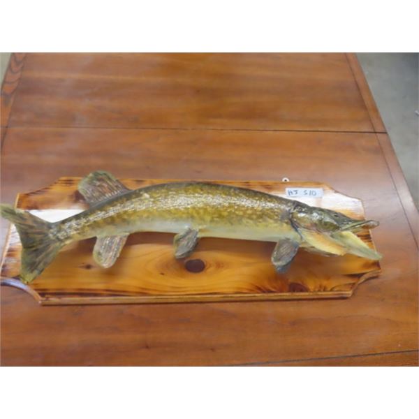 Mounted Northern Pike 29" Long